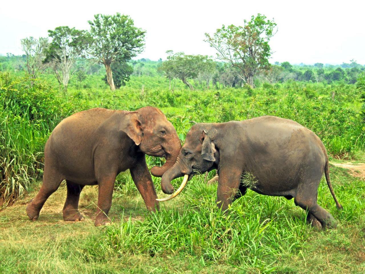 Tusker'S Paradise Safari Villa อุดาวาลาเว ภายนอก รูปภาพ